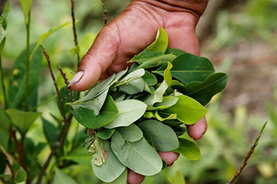 Gobierno erradica 9.457 hectáreas de coca y Bolivia supera meta tras caída en 2020