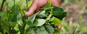 Gobierno erradica 9.457 hectáreas de coca y Bolivia supera meta tras caída en 2020