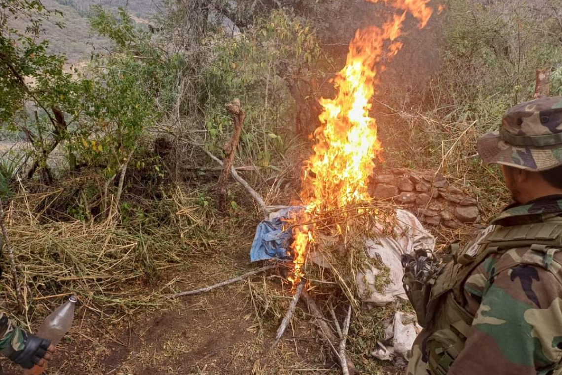 FELCN desmantela plantíos e incinera 201 toneladas de marihuana en estado natural