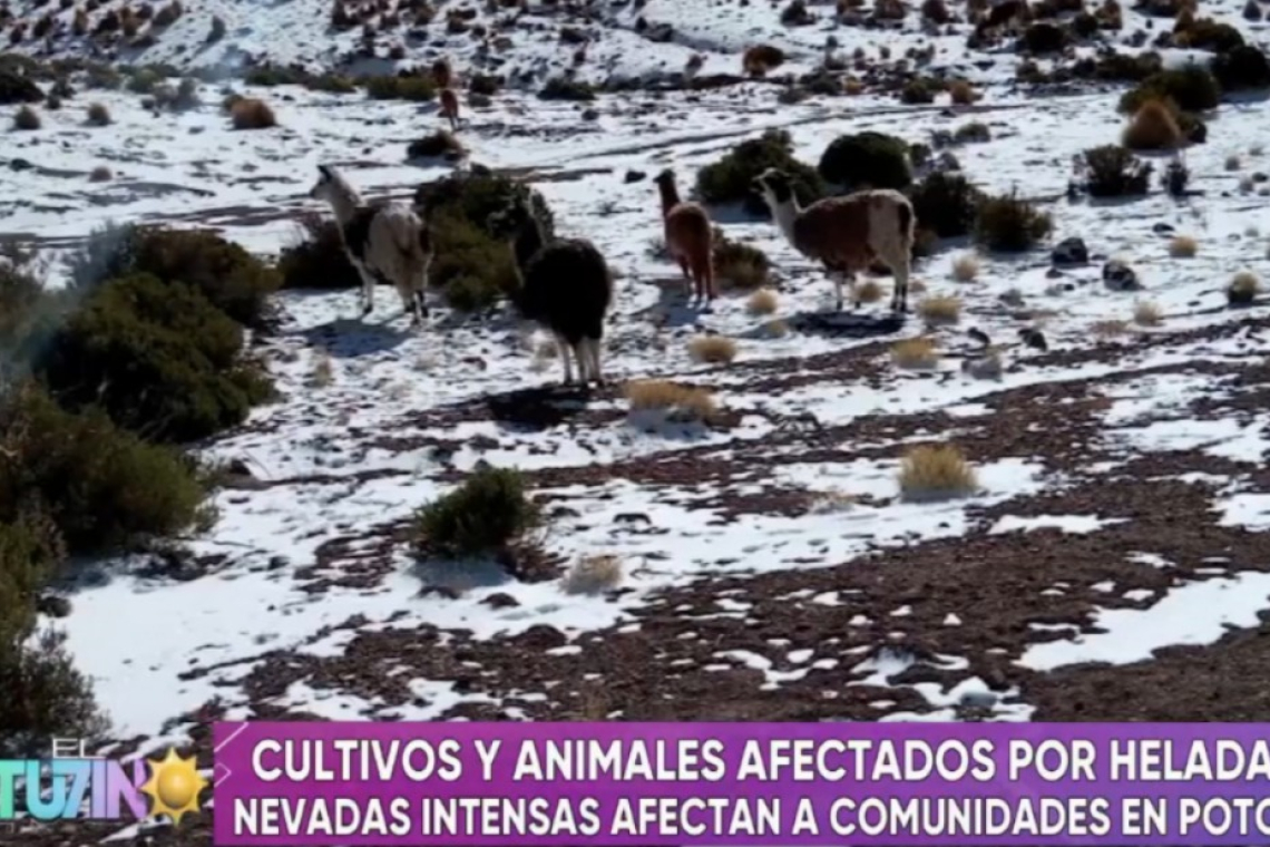 Nevada “moderada” cubre 5 municipios de Potosí y helada afecta a 100 familias del departamento