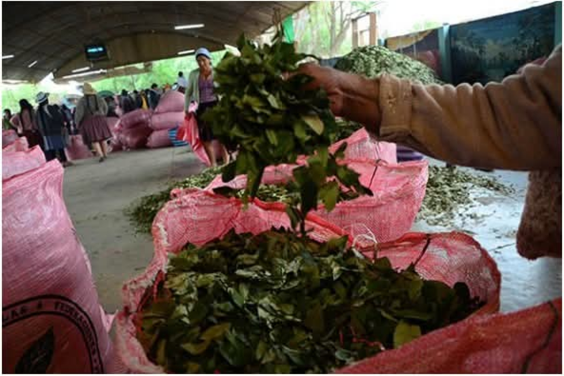 Plan por las familias cocaleras logra precio histórico de Bs50 la libra de coca