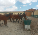 Militares comisaron ganado equino para salvar la vida y frustrar su faenado 