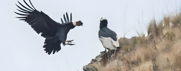 Bolivia: el Cañón de Pilaya, el sexto más profundo del mundo, da otra oportunidad al cóndor y al oso andino