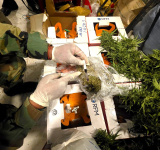 GICE detecta acopio de marihuana e incautan 200 kilos del alcaloide