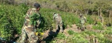 FELCN erradica e incinera 90 toneladas de marihuana en estado natural y seco