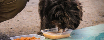 Por San Roque, legisladores impulsan campañas para alimentar a perros y gatos