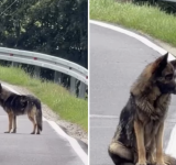 El emotivo rescate de Atlas, el perro que abandonaron junto a una ruta y esperó durante dos semanas hasta que una mujer logró salvarlo