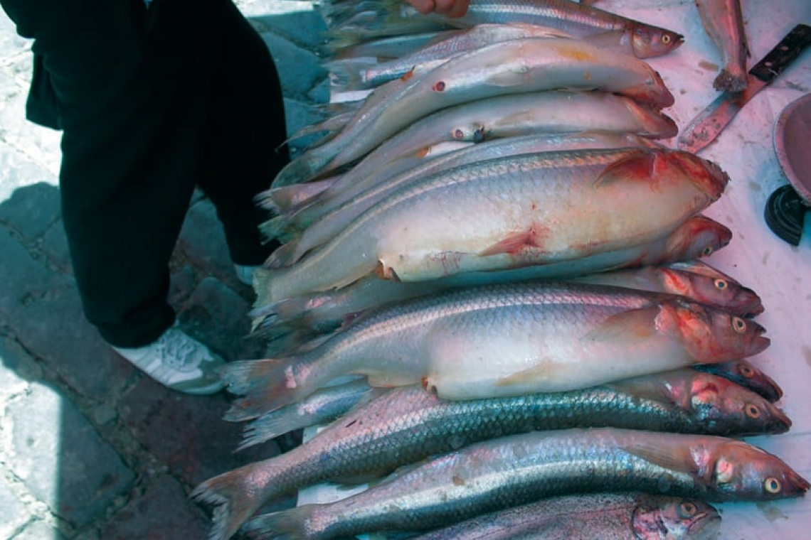 Defensa al Consumidor controlará estrictamente la venta de pescado por esta temporada