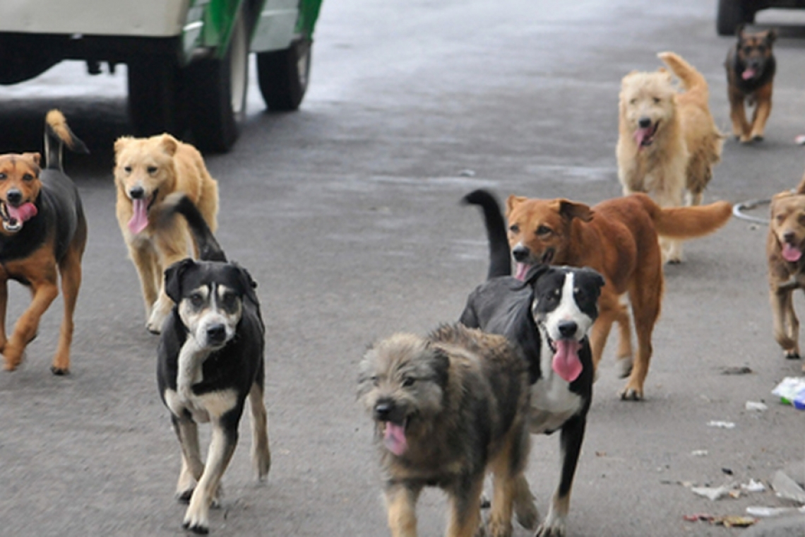 Se planifican acciones de prevención contra la rabia canina y humana