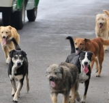 Se planifican acciones de prevención contra la rabia canina y humana