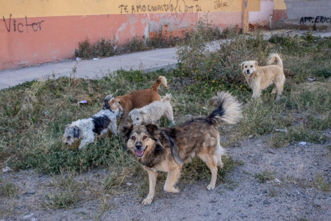 Por el brote de rabia humana, no se debe trasladar perros o gatos sin vacuna desde Cochabamba