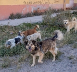 Por el brote de rabia humana, no se debe trasladar perros o gatos sin vacuna desde Cochabamba