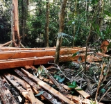 Infantería de Marina decomisa 3.500 pies de madera en Manuripi