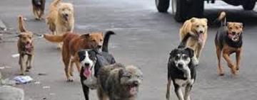 Oruro registra 450 casos de ataques de perros a personas