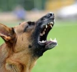 Niño de un año presenta serias heridas en la lengua tras ser mordido por un can