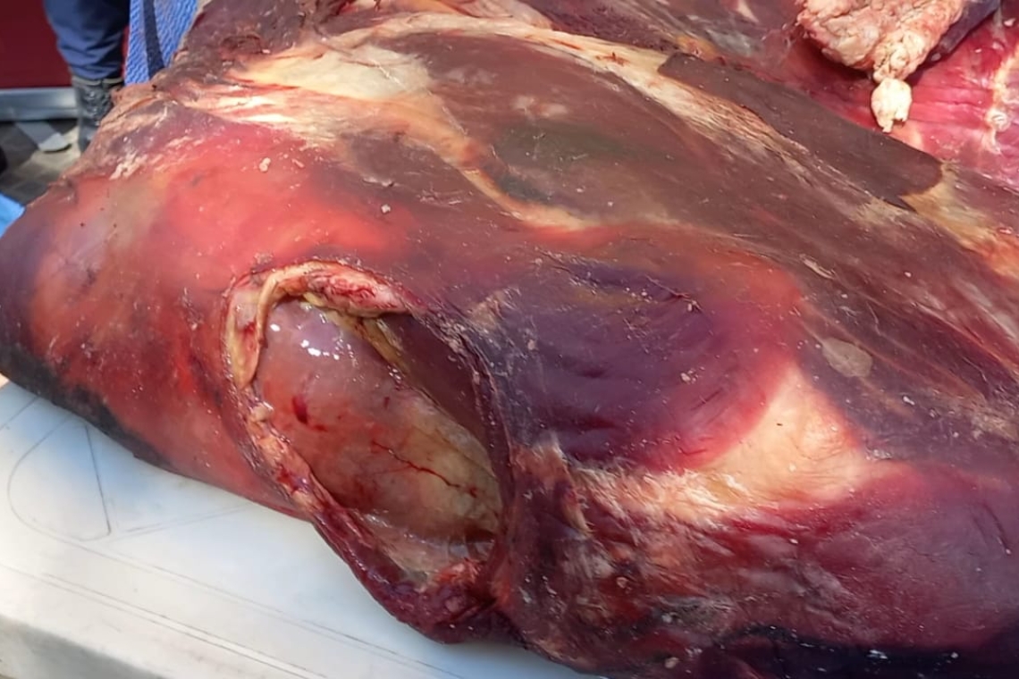 120 kilos de carne en descomposición fue comisada en la zona Norte de Oruro