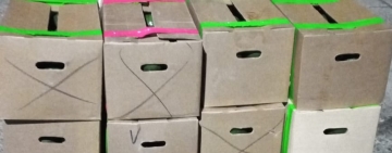 CEO comisa 57 cajas de palta peruana sin documento de respaldo en Tiquina