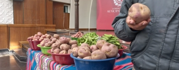 Oruro desarrollará la Feria de la Papa impulsando la reactivación económica 