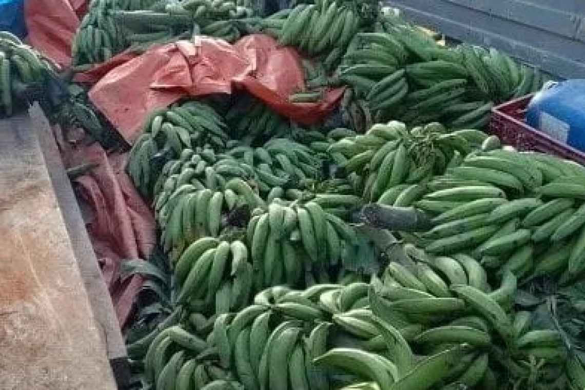 Comisan madera camuflada en racimos de banano, valuado en Bs 30.000 en Norte paceño