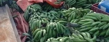 Comisan madera camuflada en racimos de banano, valuado en Bs 30.000 en Norte paceño
