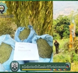UMOPAR desmantela nueve plantaciones de marihuana Cripy en Cochabamba