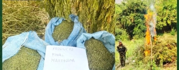 UMOPAR desmantela nueve plantaciones de marihuana Cripy en Cochabamba