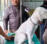 Controlan licencias en peluquerías de mascotas y veterinarias de La Paz