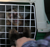 Una anguila, nueve tortugas y un mono capuchino eran comercializados por redes sociales    