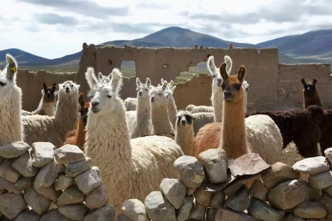 Bolivia alberga a 4 de 6 especies de camélidos del mundo, destacan su papel en la lucha contra el cambio climático