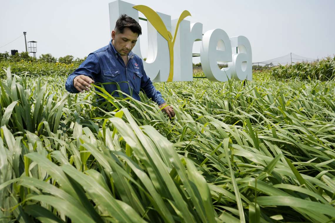 YPFB implementa parcelas en campo para demostrar beneficios de la urea en el agro