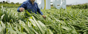 YPFB implementa parcelas en campo para demostrar beneficios de la urea en el agro