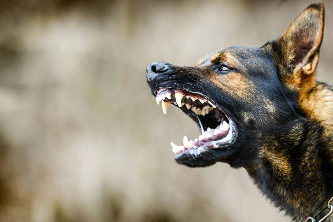 Confirman caso de rabia en un animal silvestre que atacó a un adulto mayor en Pando