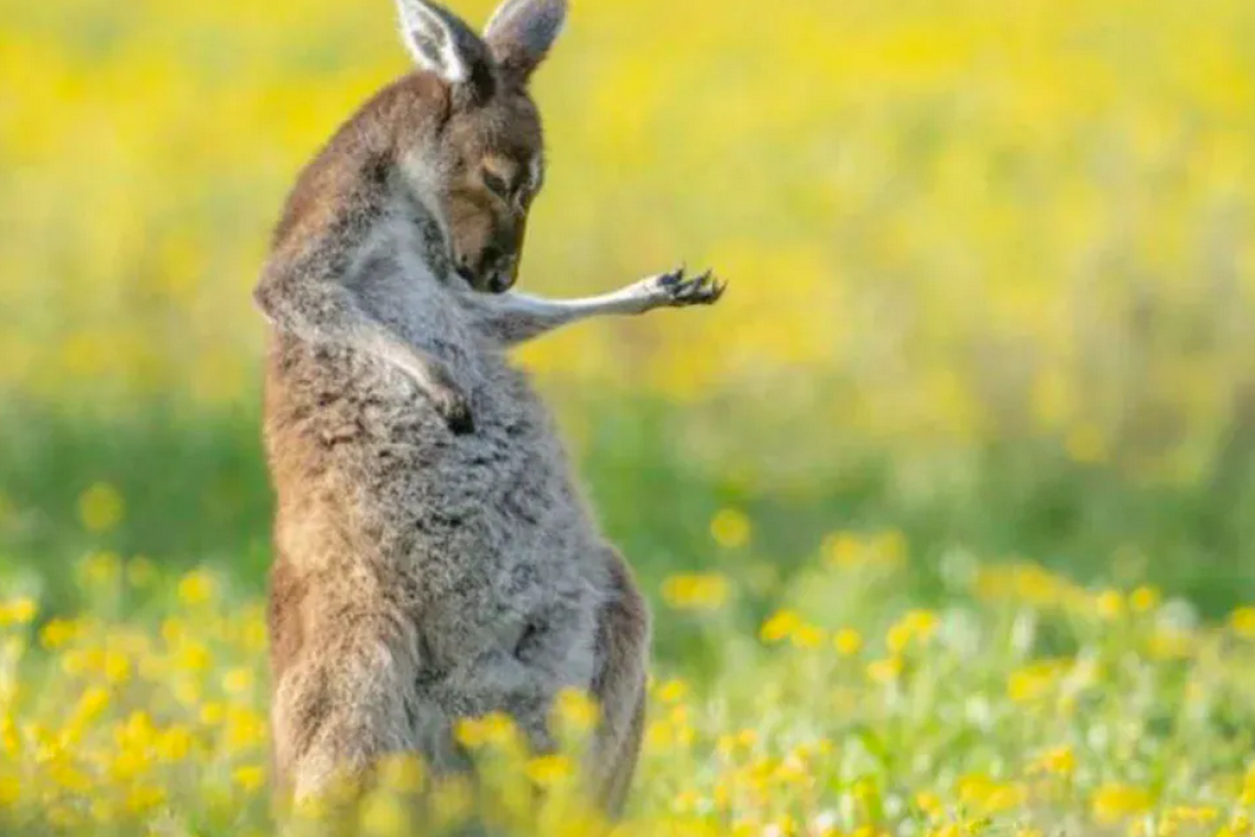 La foto del canguro guitarrista y las 14 imágenes ganadoras de los premios Comedy Wildlife 2023