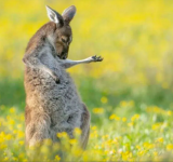 La foto del canguro guitarrista y las 14 imágenes ganadoras de los premios Comedy Wildlife 2023