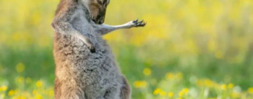 La foto del canguro guitarrista y las 14 imágenes ganadoras de los premios Comedy Wildlife 2023