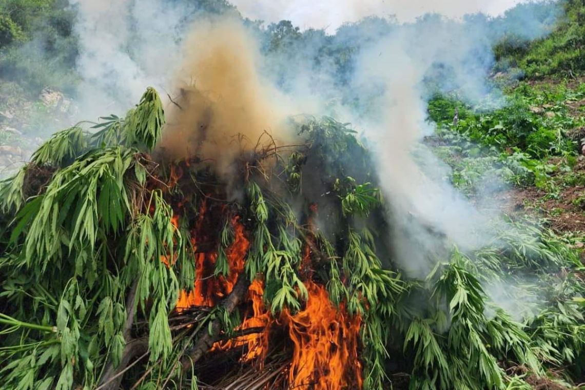 FELCN encuentra plantaciones de marihuana e incinera 20 toneladas