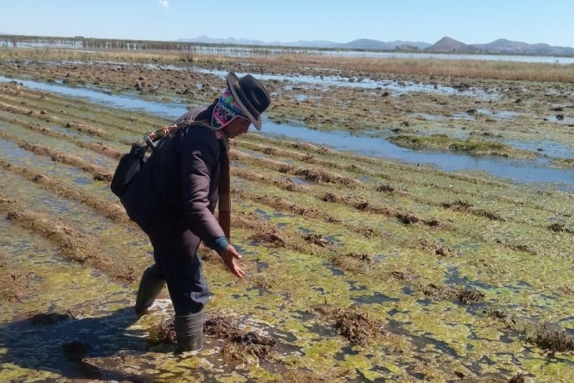 Granizadas, inundaciones y riadas afectan a 5.505 hectáreas de 10 tipos de cultivos en Bolivia