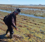 Granizadas, inundaciones y riadas afectan a 5.505 hectáreas de 10 tipos de cultivos en Bolivia