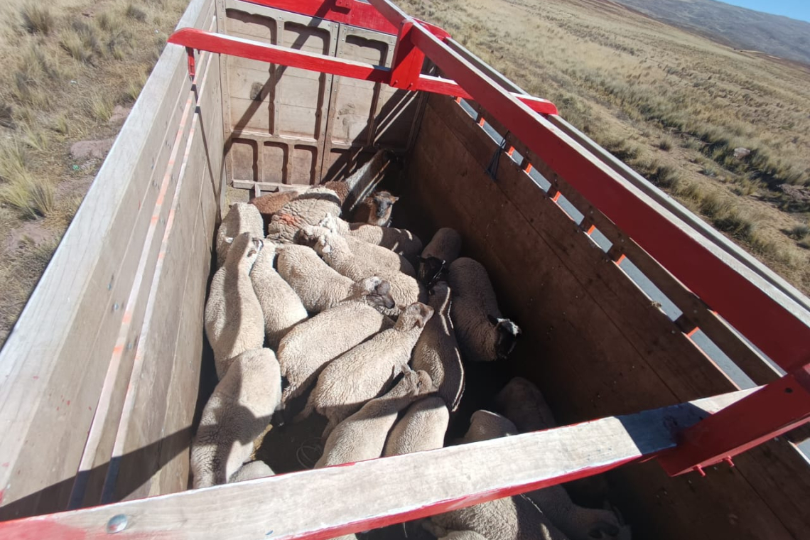 Militares en Viacha comisan camión chuto con ganado