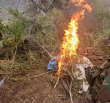 FELCN desmantela plantíos e incinera 201 toneladas de marihuana en estado natural