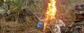 FELCN desmantela plantíos e incinera 201 toneladas de marihuana en estado natural