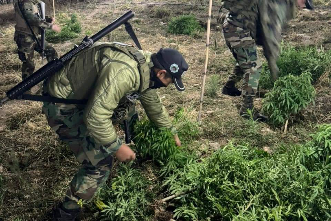 FELCN interviene y desmantela plantación iluminada de marihuana