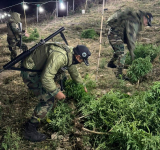 FELCN interviene y desmantela plantación iluminada de marihuana