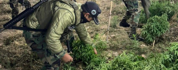 FELCN interviene y desmantela plantación iluminada de marihuana