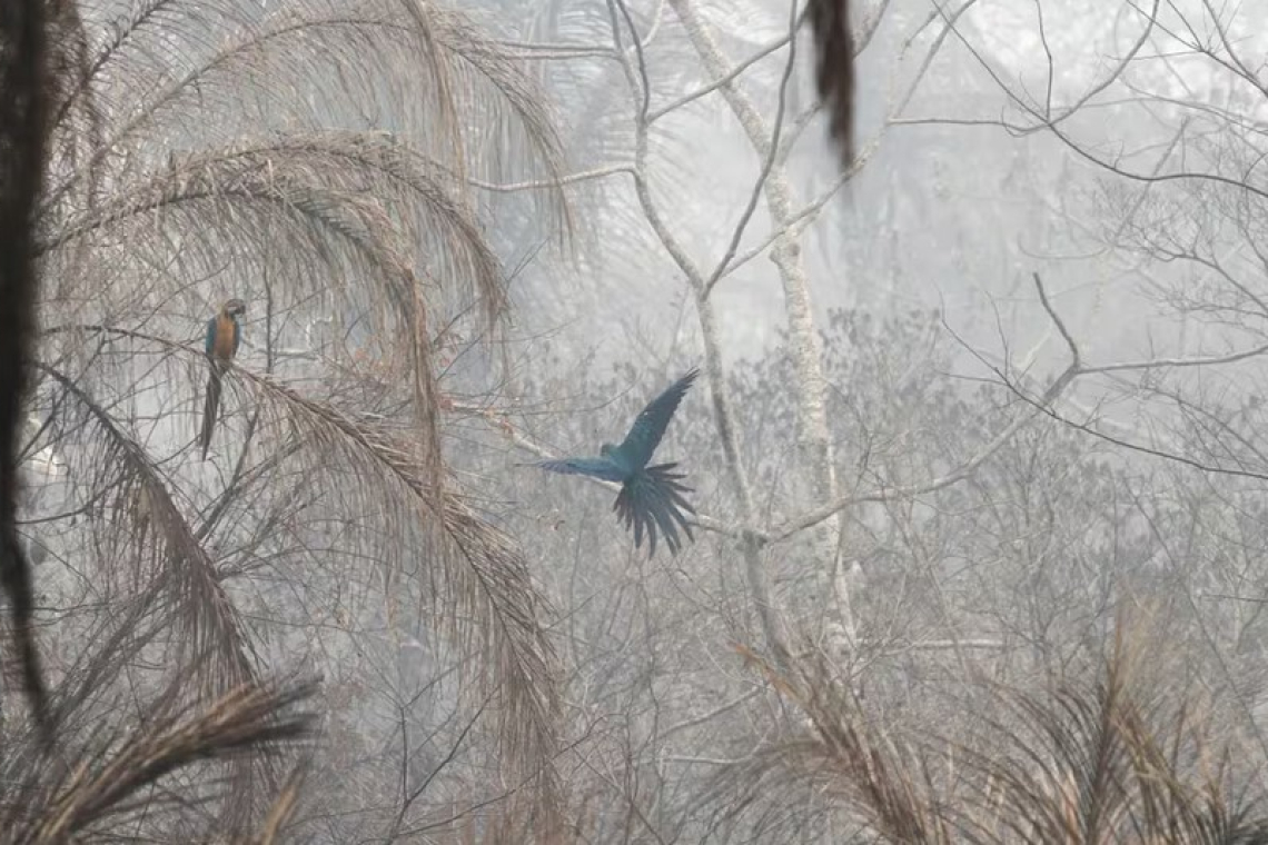 Alivio para Bolivia: por las lluvias, los incendios se redujeron un 70% en Santa Cruz, la región más afectada