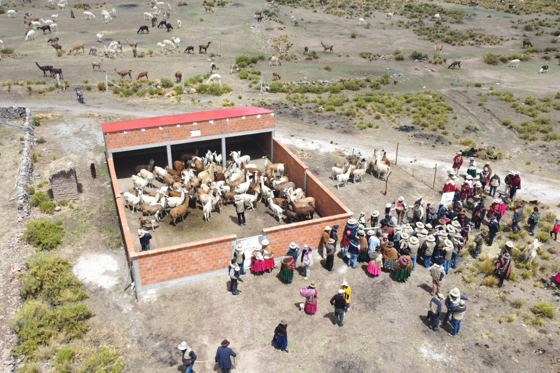 Productividad de carne y fibra de camélidos mejora en Bolivia y se abre la puerta a su industrialización 