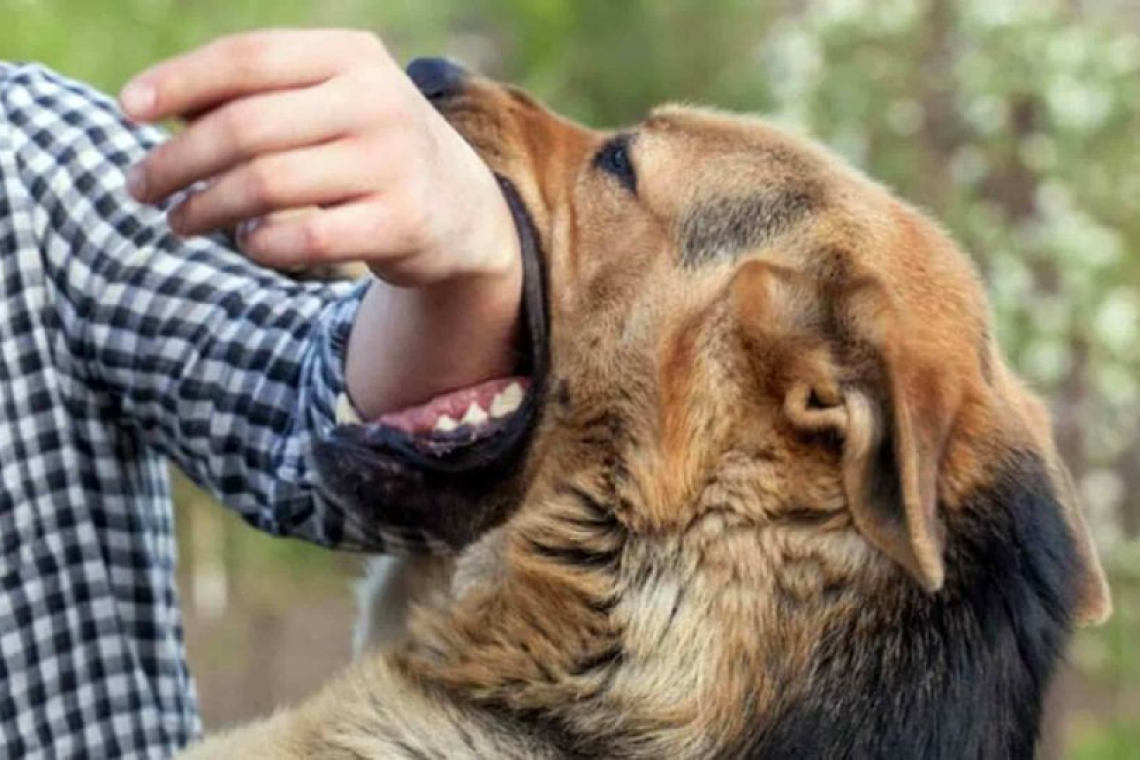 Residente de Camiri fallece con rabia humana, alistan campaña de vacunación de mascotas