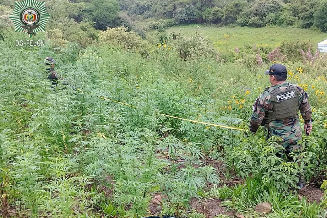 Hallan plantíos de marihuana, erradican e incineran 15 toneladas