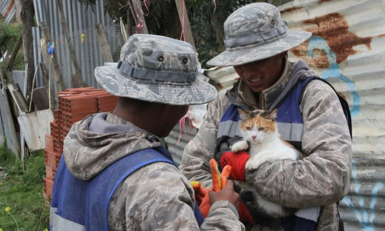  Navales salvan vidas, rescatan mascotas y recuperan bienes en Palca