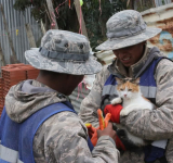  Navales salvan vidas, rescatan mascotas y recuperan bienes en Palca